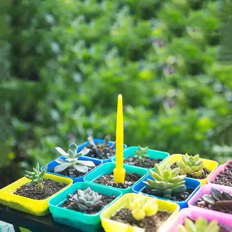 1/10Pcs Sowing Succulents Tran - Succulent Set ulasan dan harga