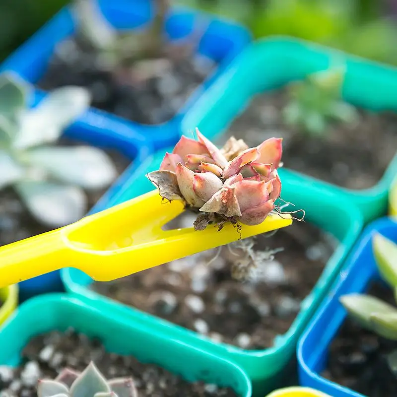 1/10Pcs Sowing Succulents Tran - Succulent Set ulasan dan harga