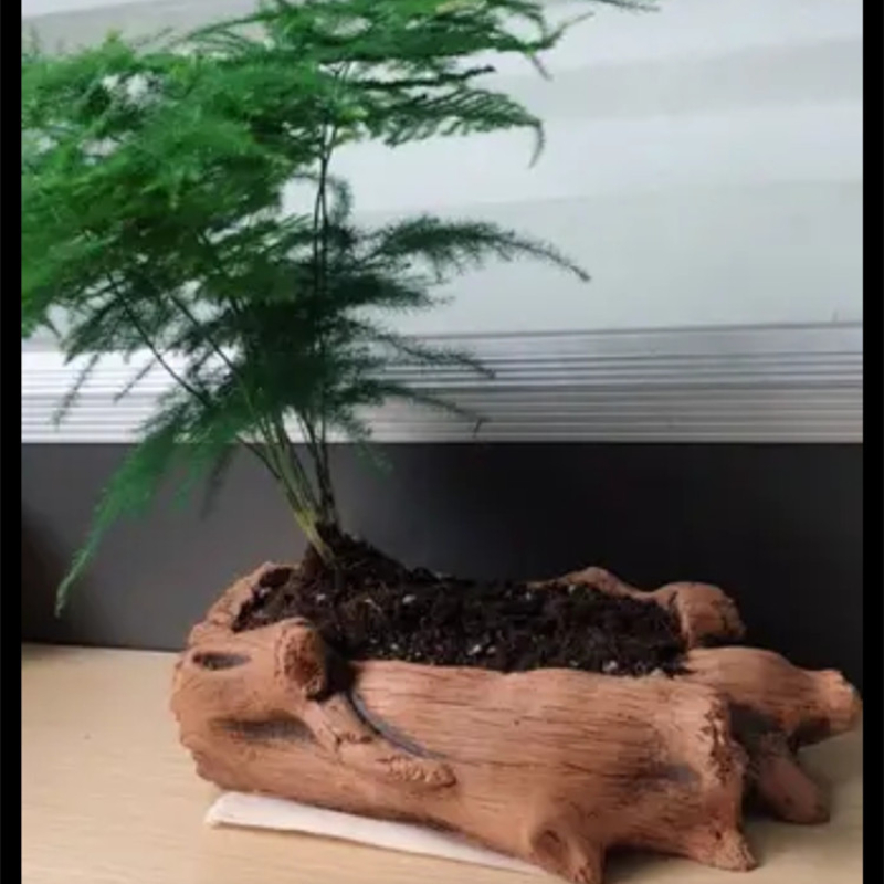 Imitation Wooden Stakes Tree R - Succulent Set ulasan dan harga