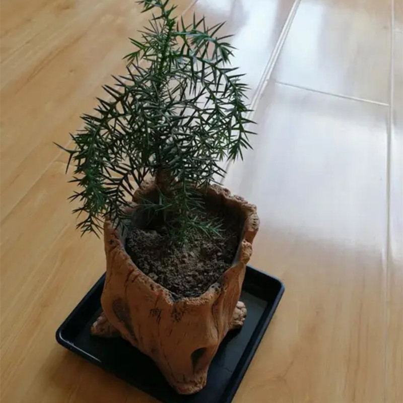 Imitation Wooden Stakes Tree R - Succulent Set ulasan dan harga