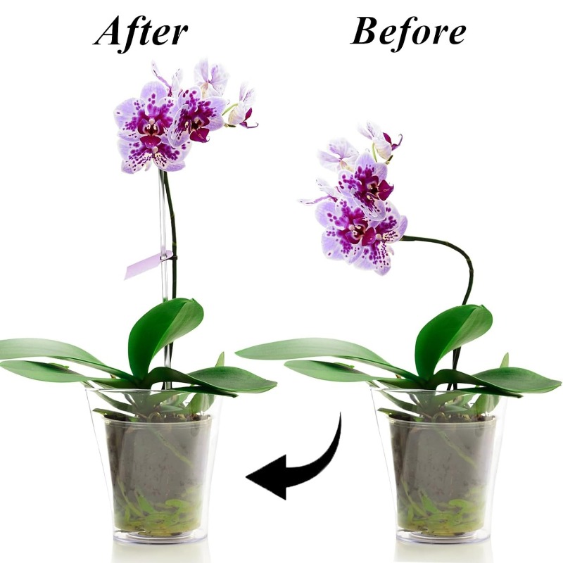 Reusable Clear Flower Support  - Plant Support Stake ulasan dan harga
